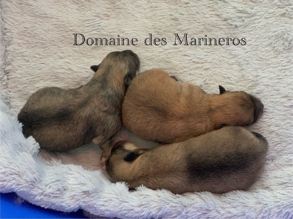 chiot Spitz allemand du Domaine des Marineros