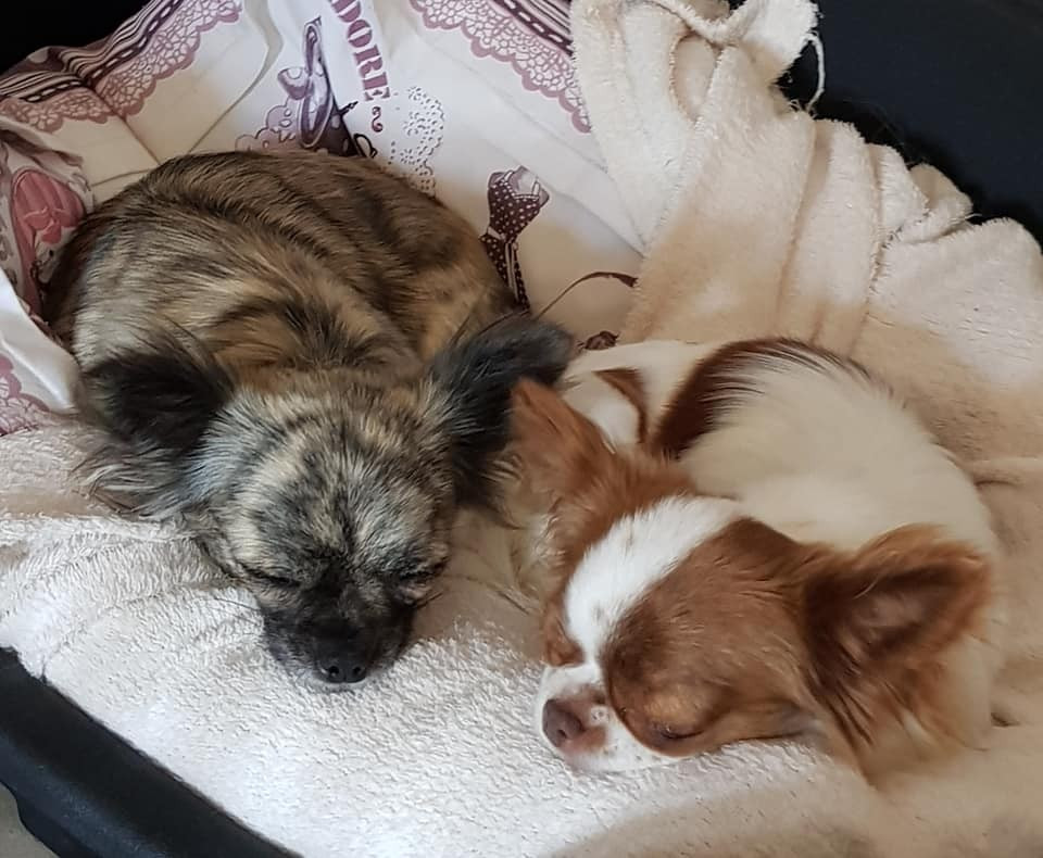 DERNIERE PORTEE AU DOMAINE