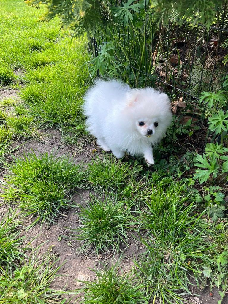 Une princesse Vanylle