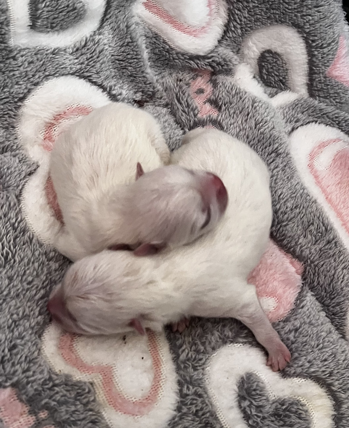 du Domaine des Marineros - Chiots disponibles - Spitz allemand