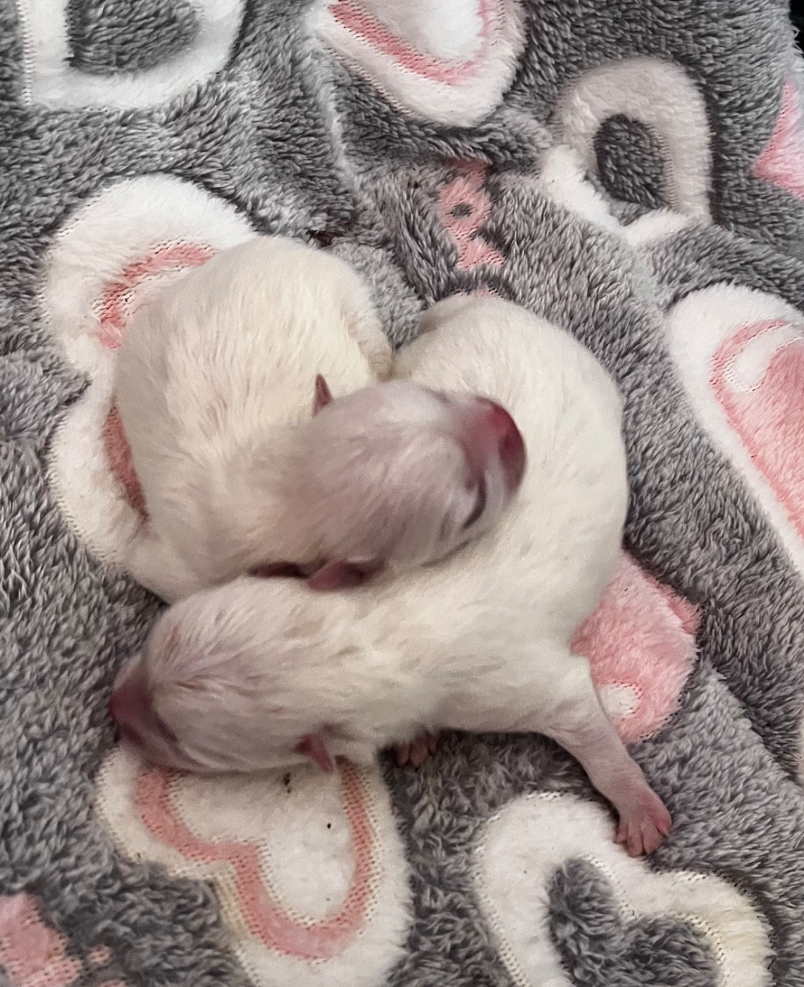 du Domaine des Marineros - Chiots disponibles - Spitz allemand