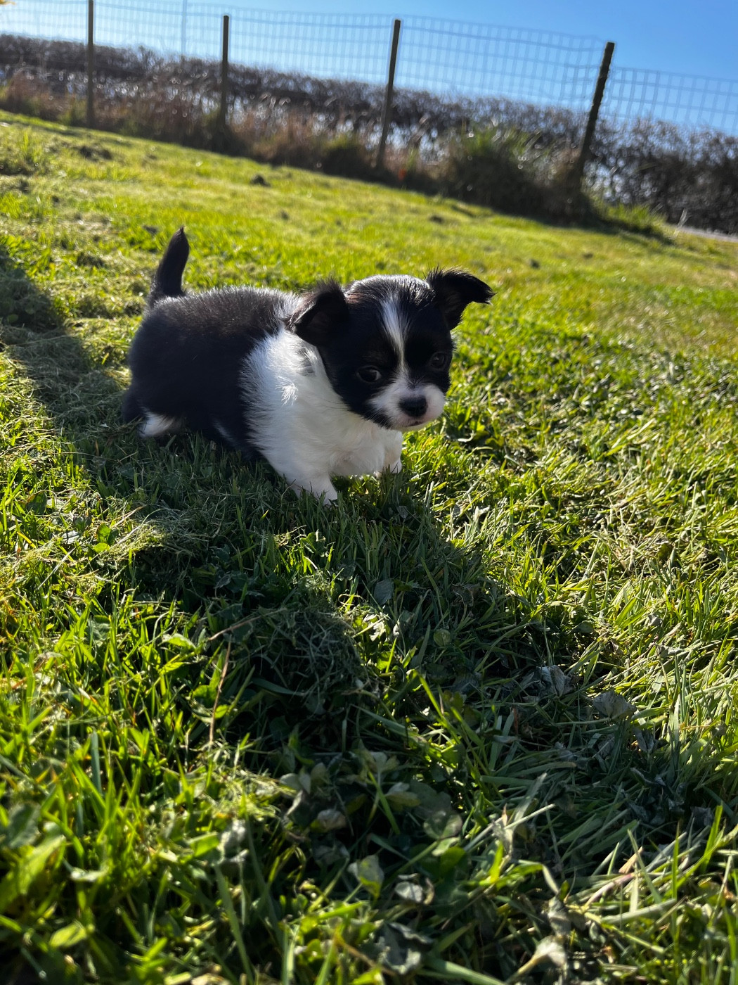 du Domaine des Marineros - Chiots disponibles - Chihuahua