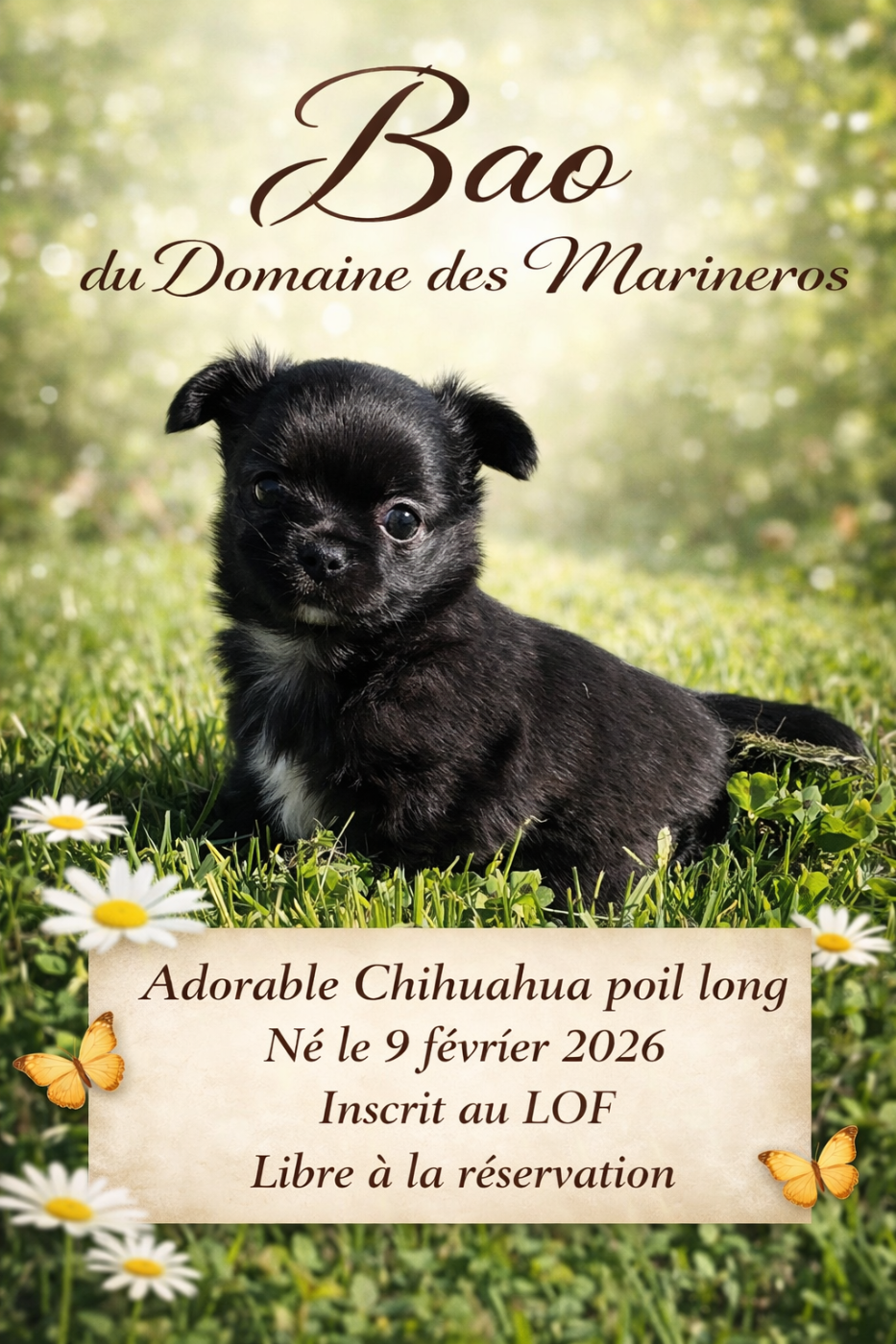 Chiot Chihuahua du Domaine des Marineros