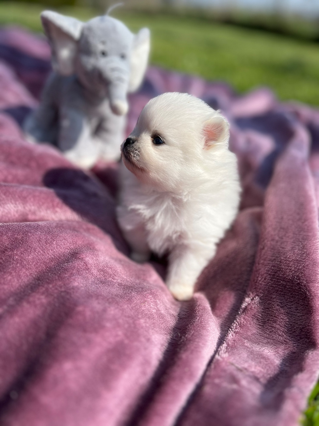 du Domaine des Marineros - Chiots disponibles - Spitz allemand