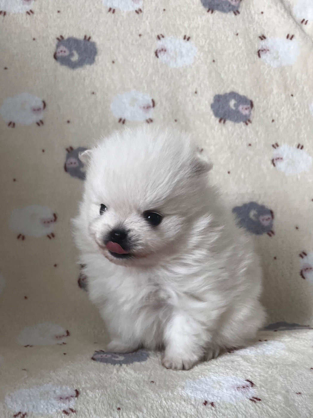 du Domaine des Marineros - Chiots disponibles - Spitz allemand