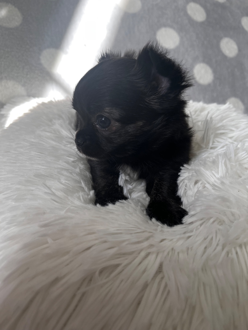 du Domaine des Marineros - Chiots disponibles - Chihuahua