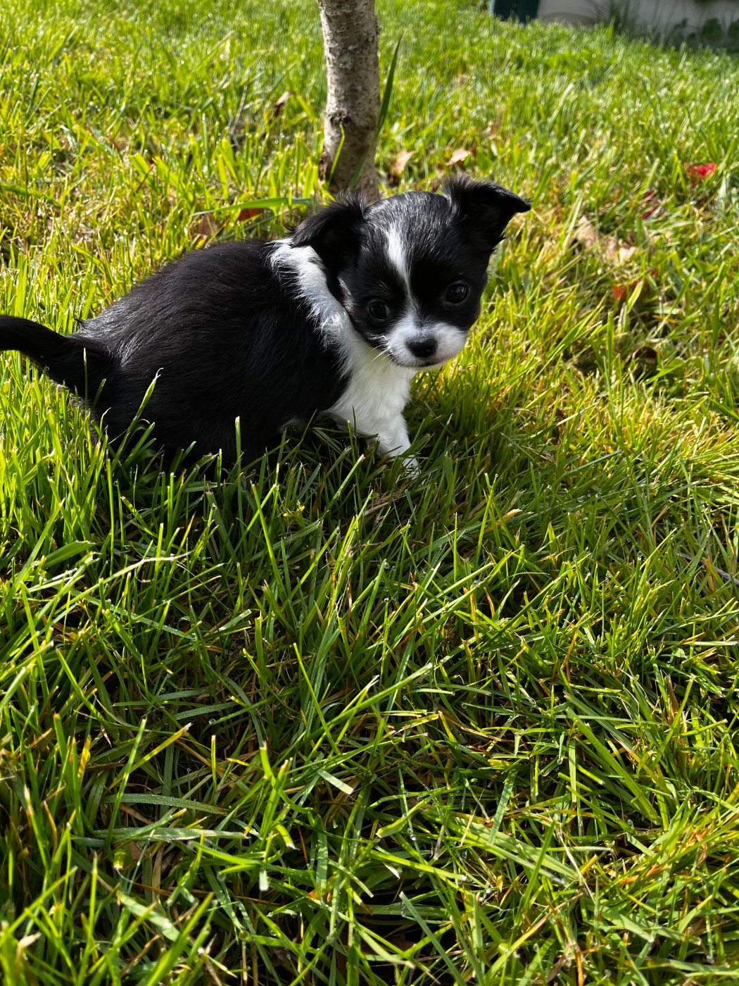 du Domaine des Marineros - Chiots disponibles - Chihuahua