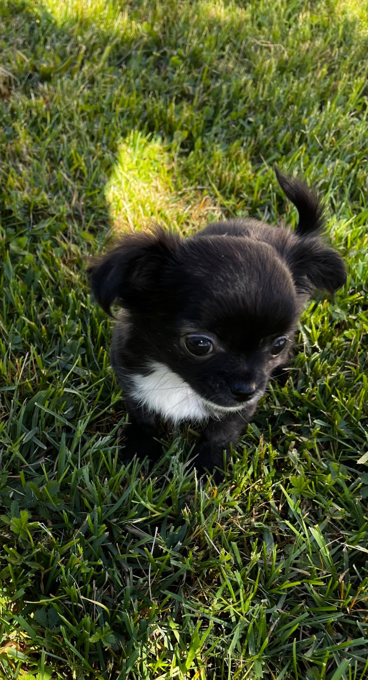 du Domaine des Marineros - Chiots disponibles - Chihuahua