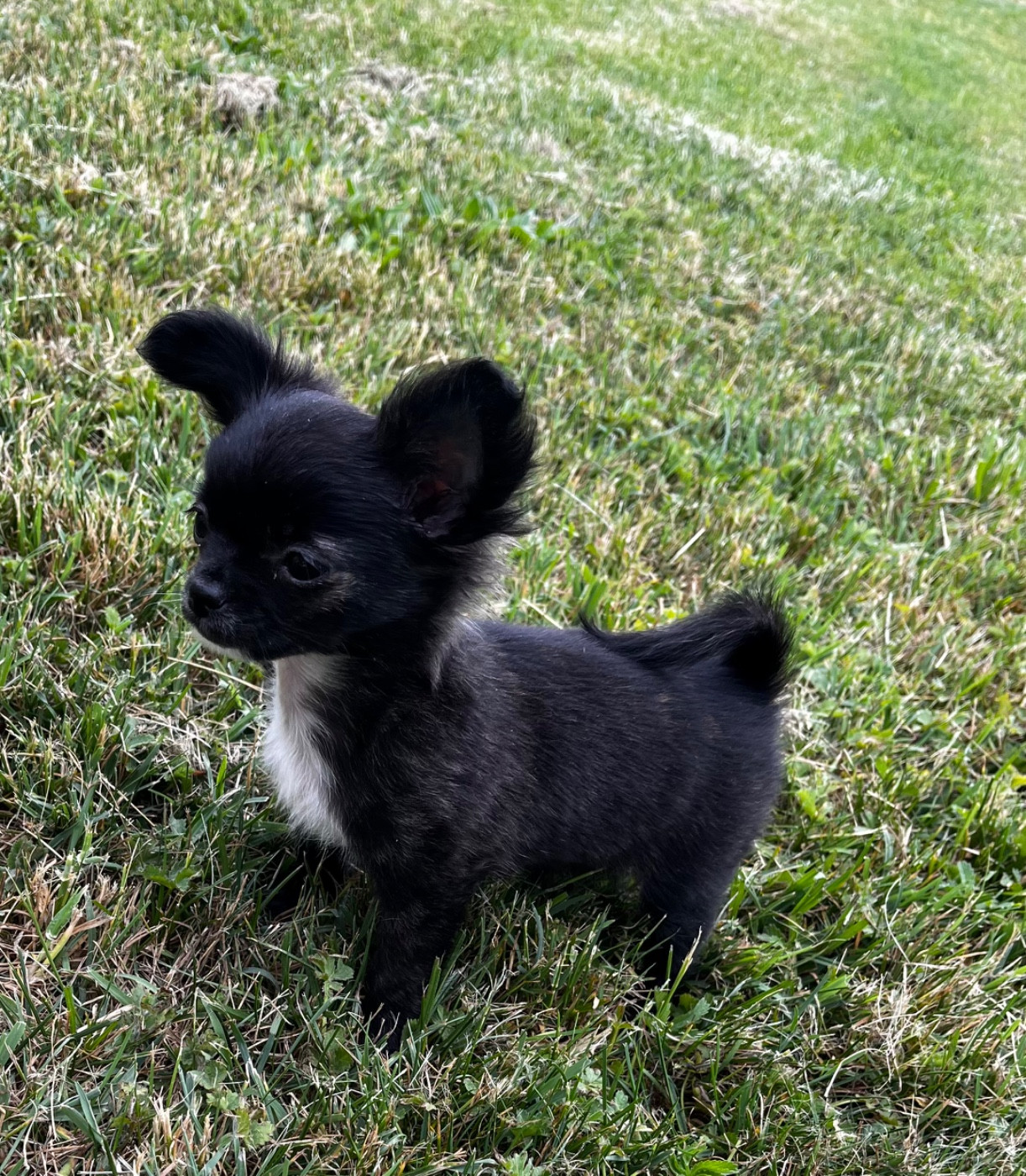 du Domaine des Marineros - Chiots disponibles - Chihuahua