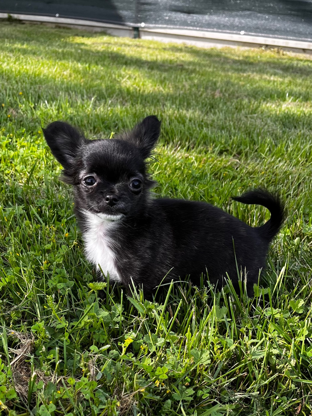 du Domaine des Marineros - Chiots disponibles - Chihuahua