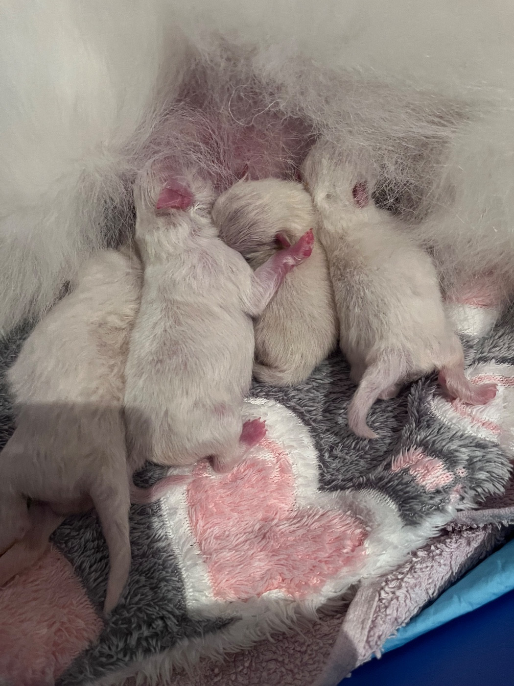 du Domaine des Marineros - Chiots disponibles - Spitz allemand