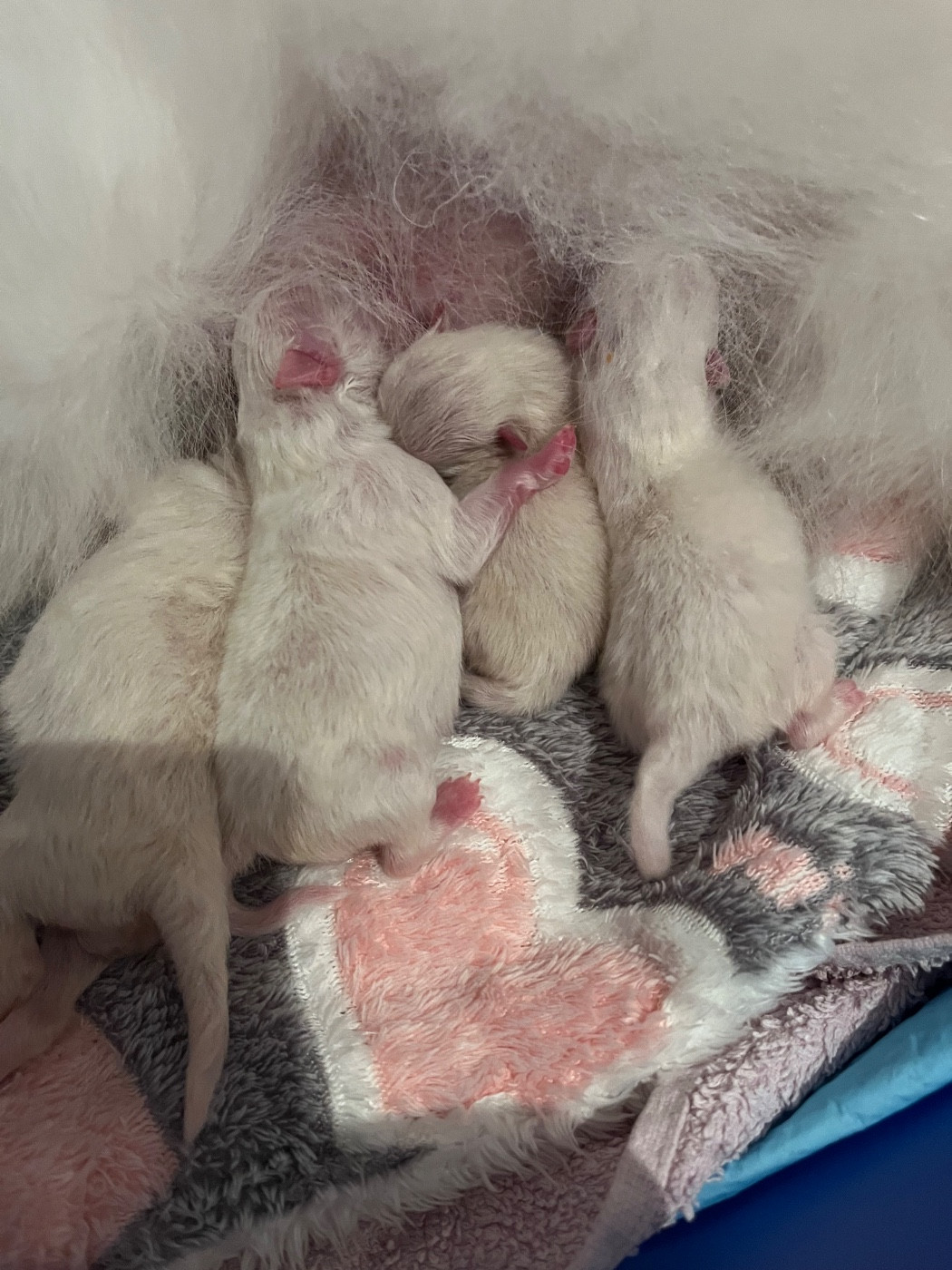 du Domaine des Marineros - Chiots disponibles - Spitz allemand