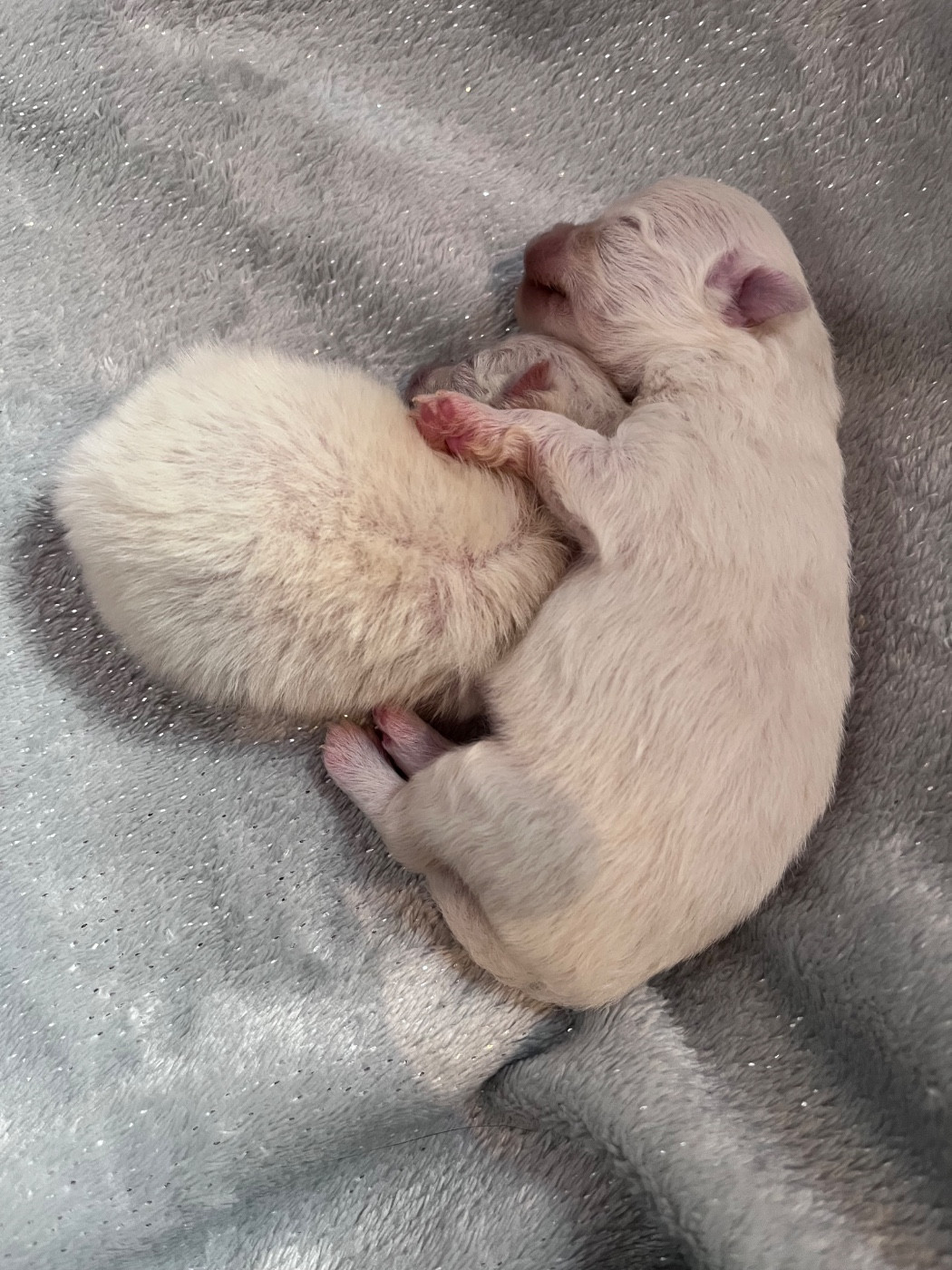 du Domaine des Marineros - Chiots disponibles - Spitz allemand