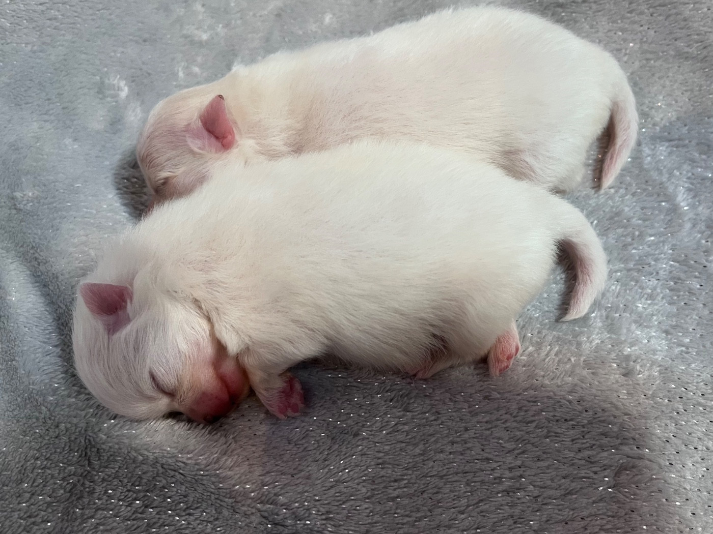du Domaine des Marineros - Chiots disponibles - Spitz allemand