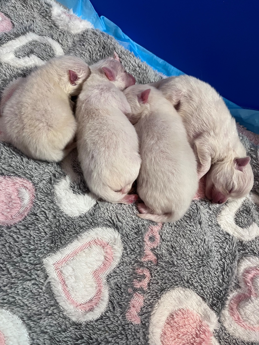 du Domaine des Marineros - Chiots disponibles - Spitz allemand