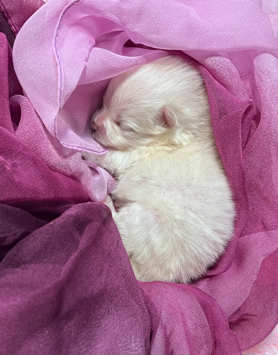 du Domaine des Marineros - Chiots disponibles - Spitz allemand