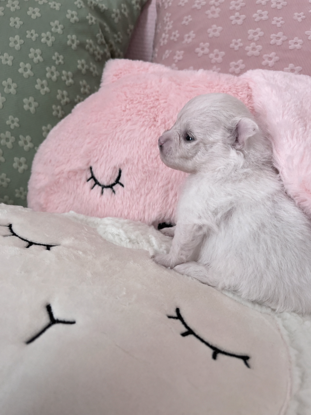 du Domaine des Marineros - Chiots disponibles - Spitz allemand