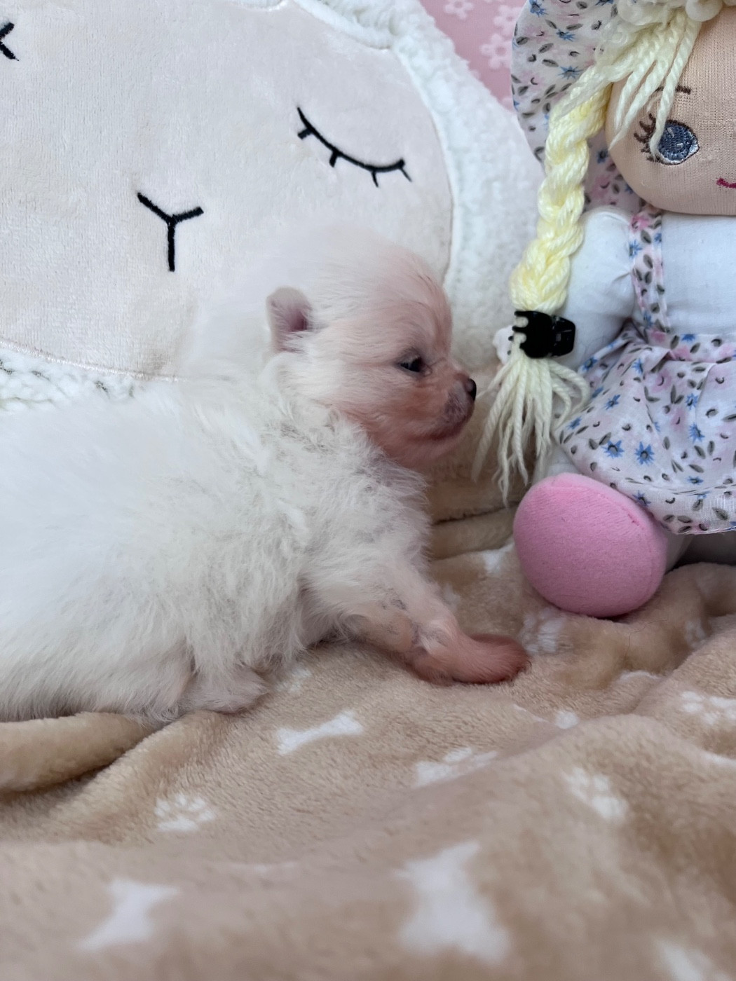 du Domaine des Marineros - Chiots disponibles - Spitz allemand