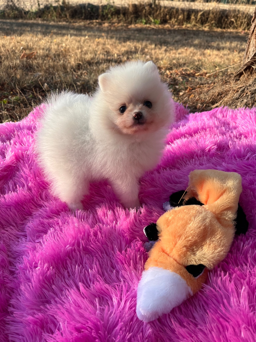 du Domaine des Marineros - Chiots disponibles - Spitz allemand