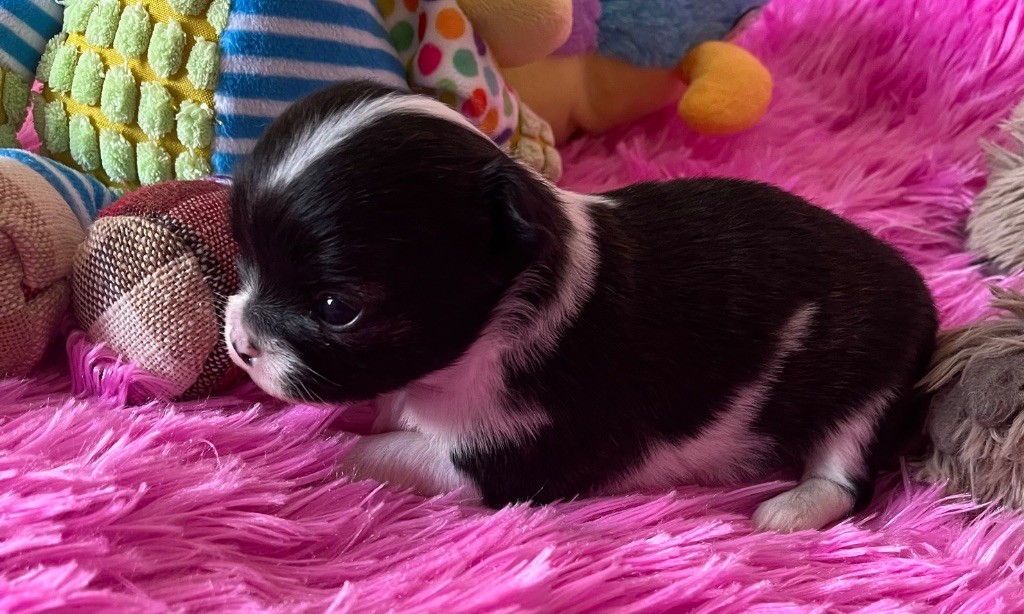 du Domaine des Marineros - Chiots disponibles - Chihuahua