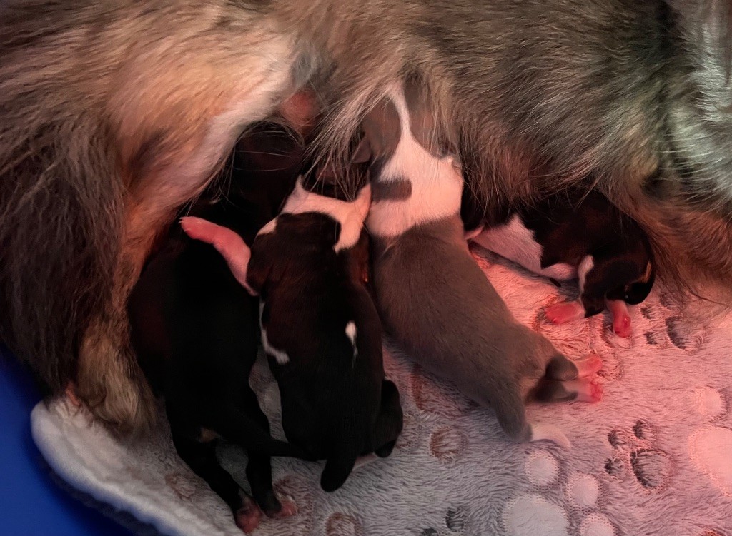du Domaine des Marineros - Chiots disponibles - Chihuahua