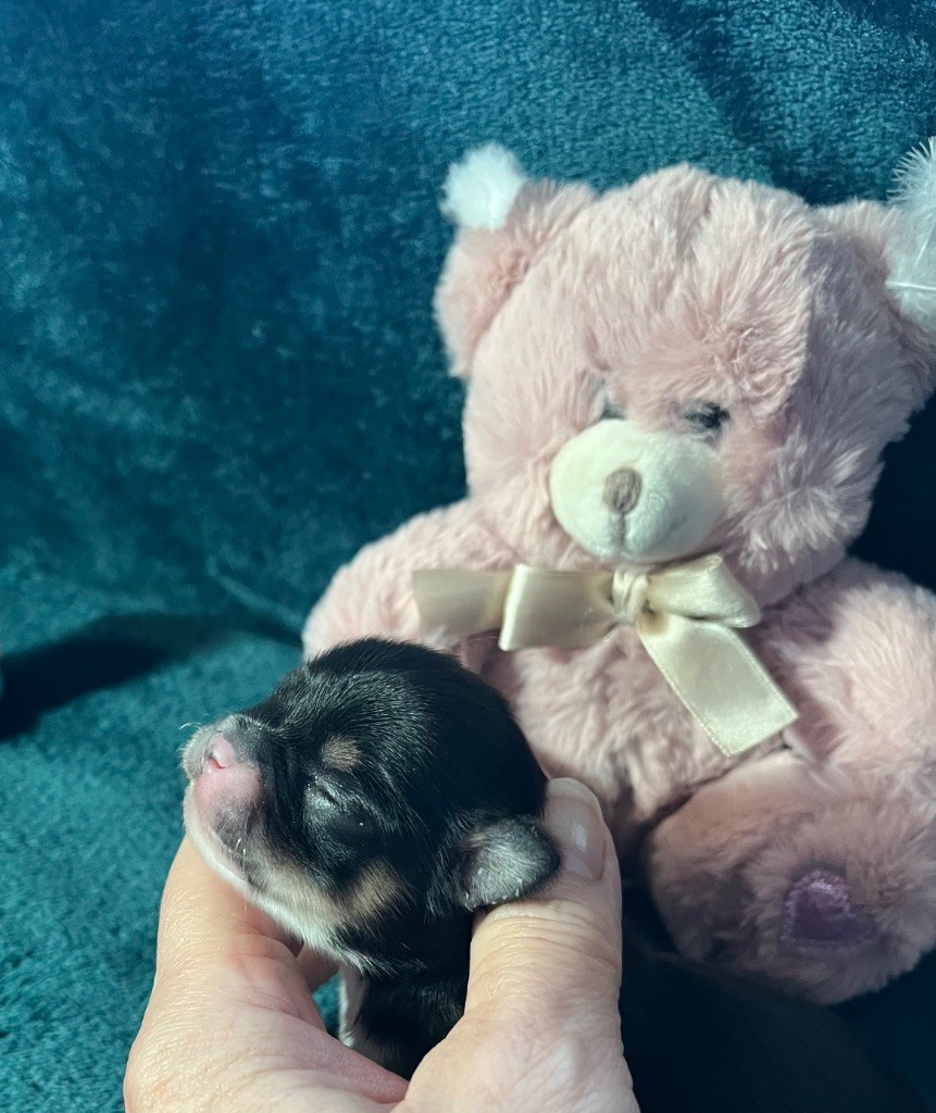 Chiot Chihuahua du Domaine des Marineros
