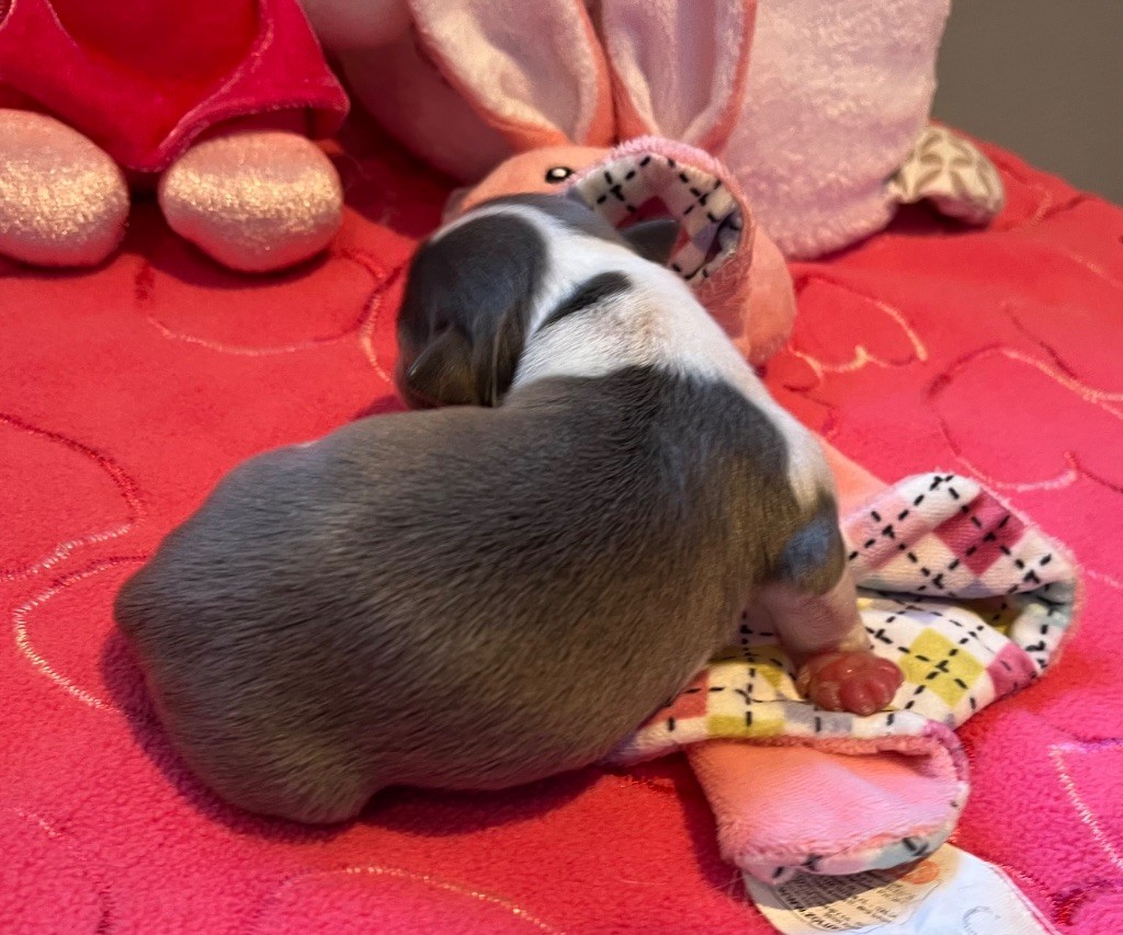 du Domaine des Marineros - Chiots disponibles - Chihuahua