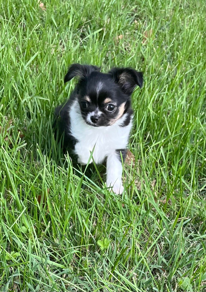 du Domaine des Marineros - Chiots disponibles - Chihuahua
