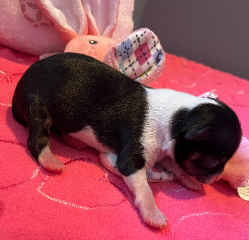 du Domaine des Marineros - Chiots disponibles - Chihuahua