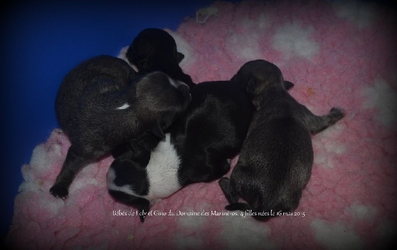 Chiot Chihuahua du Domaine des Marineros