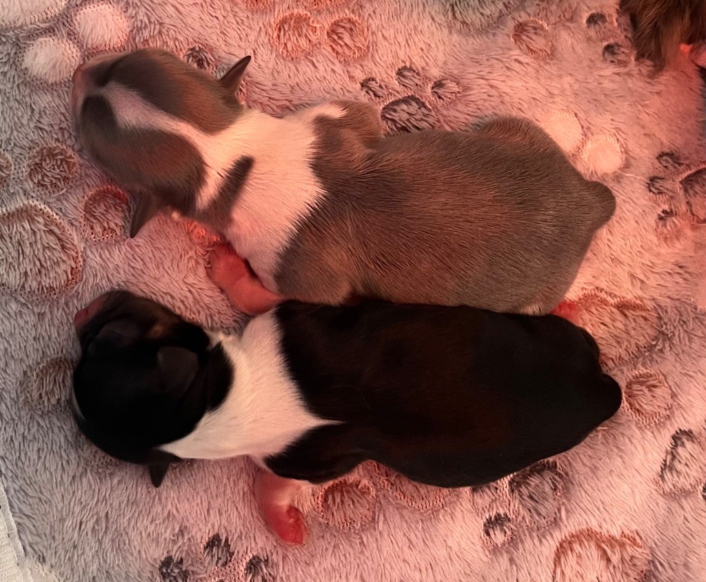 du Domaine des Marineros - Chiots disponibles - Chihuahua