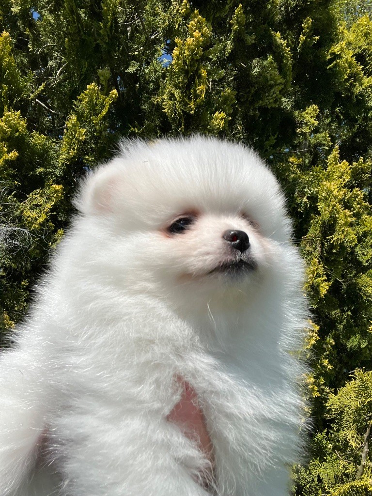 du Domaine des Marineros - Chiots disponibles - Spitz allemand