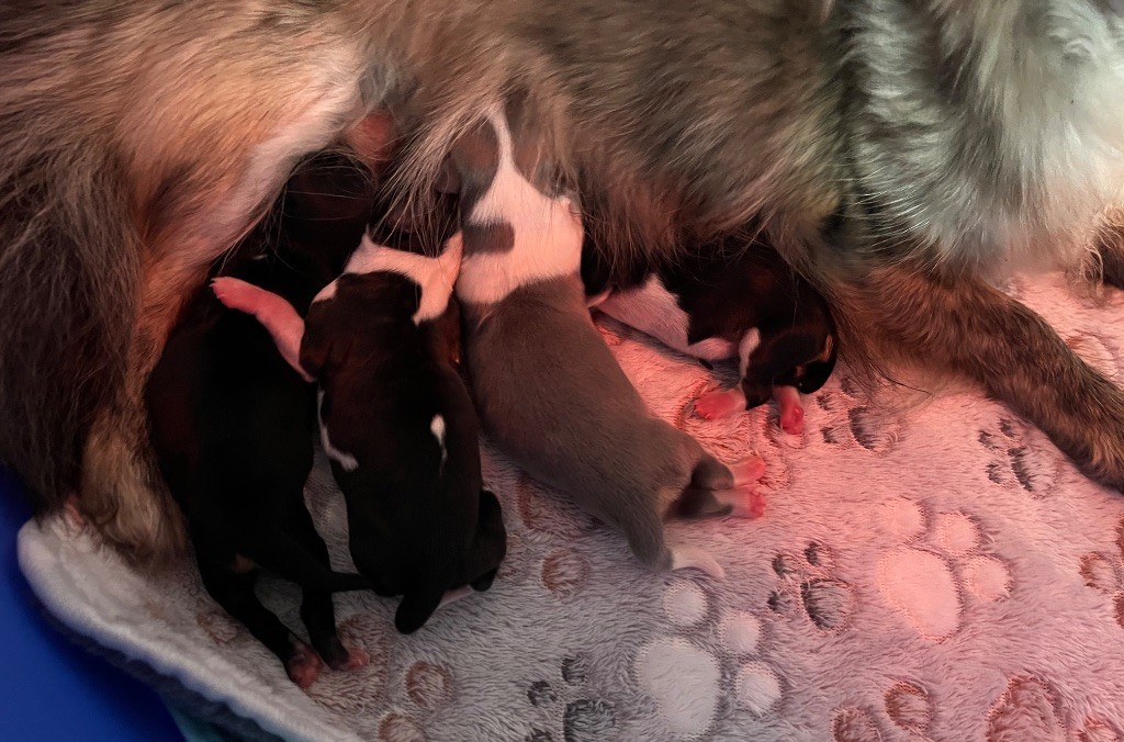 du Domaine des Marineros - Chiots disponibles - Chihuahua