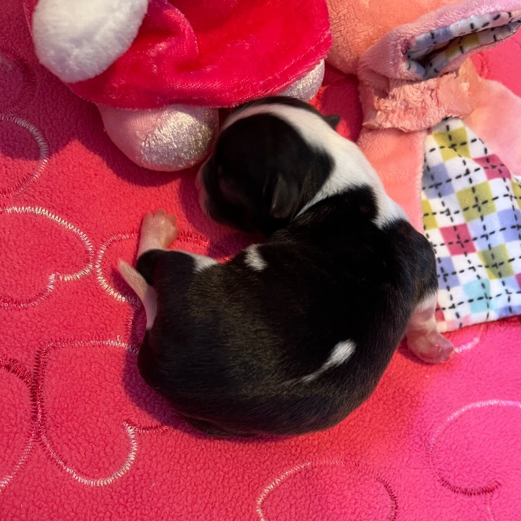 du Domaine des Marineros - Chiots disponibles - Chihuahua