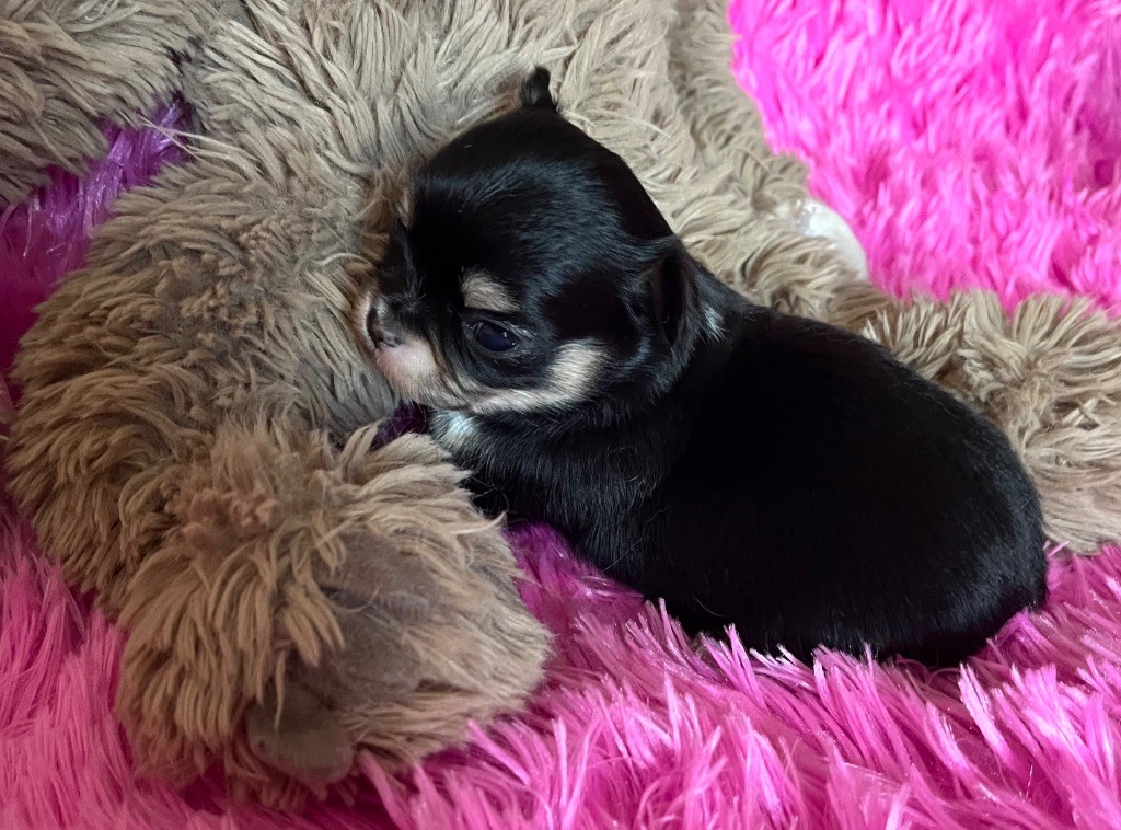 du Domaine des Marineros - Chiots disponibles - Chihuahua